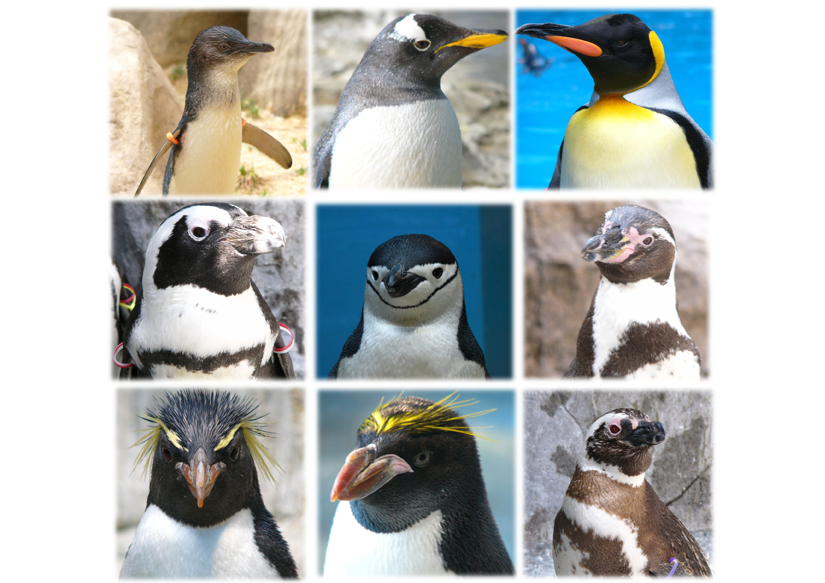 ペンギン