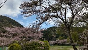 園田グラウンドの桜