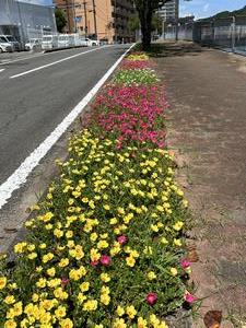 八郎川沿い花壇遠景