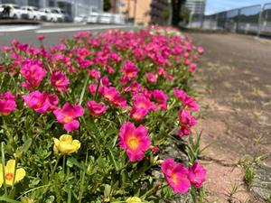 八郎川沿い花壇近景