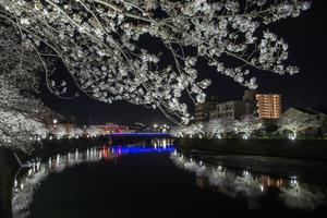 矢上橋と桜ライトアップリフレクション