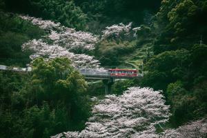 春桜と長崎県営バス