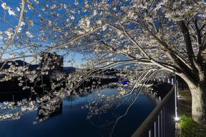 桜と八郎川