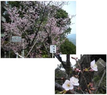 西山神社の寒桜