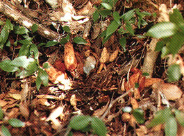 キイレツチトリモチ自生北限地