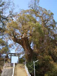 矢上八幡神社の大クス