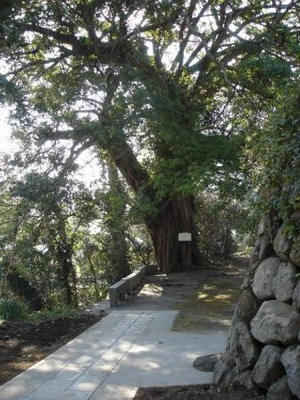 深堀陣屋跡のアコウ