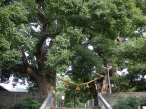 山王神社の大クス