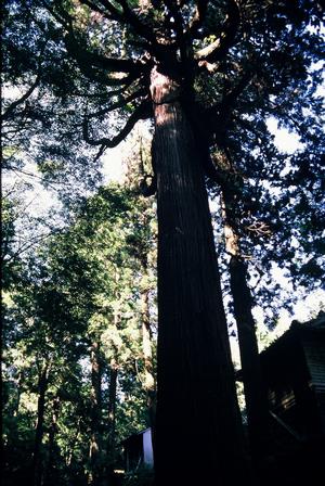 岩屋神社スギ群