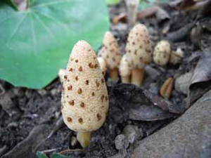 伊王島キイレツチトリモチ群生地