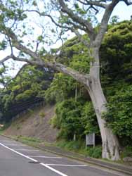 豊前坊社のエノキ