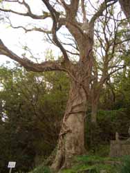 岩立神社のエノキ