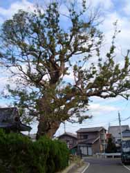 川原住吉神社のクスノキ
