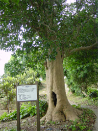 藤田尾のヤブツバキ
