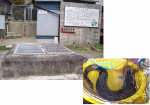 オオウナギ生息地