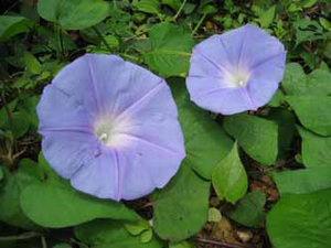 脇岬ノアサガオ群落