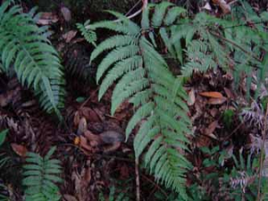 琴海のカネコシダ群落