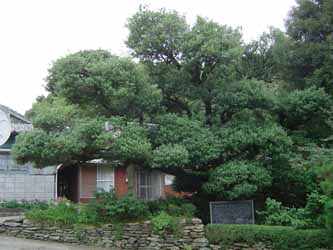 琴海のヒイラギ