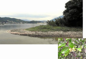 牧島のハマナツメ群落