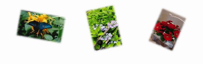 コンテスト応募写真の例