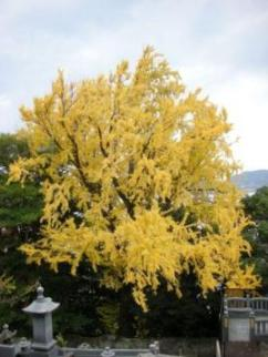 大音寺のイチョウ