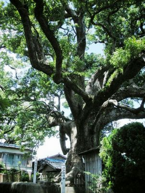 松森神社のクスノキ群