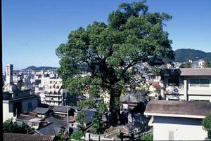 観善寺の大クス