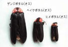 ゲンジボタルとヘイケボタルとヒメボタルの画像