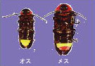 ゲンジボタルのオス（左）とメス（右）の画像