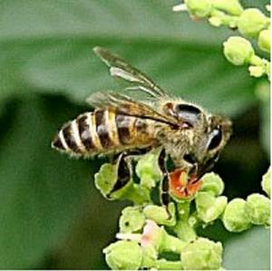 ニホンミツバチ