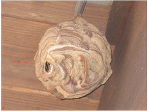 スズメバチの巣1