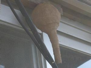 スズメバチの巣2