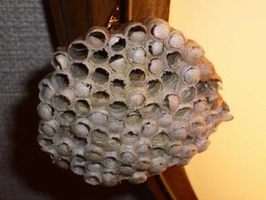 アシナガバチの巣