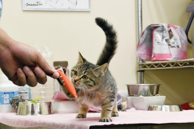 動物愛護管理センターの猫