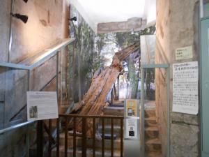 被爆樹木の展示