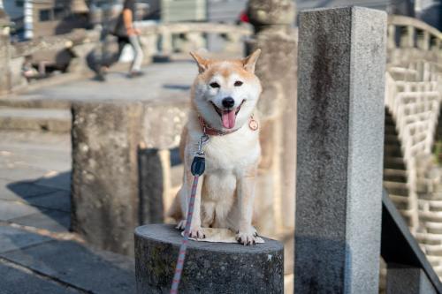 柴犬キィーちゃん