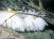 いか柴産卵場設置