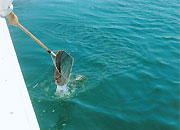 種苗の放流の画像