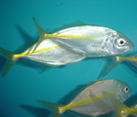 シマアジの画像