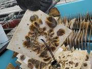 イワガキの画像