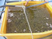 クマエビの画像