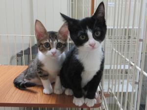 譲渡対象猫20251114-2