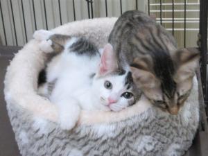 譲渡対象猫20251114-3