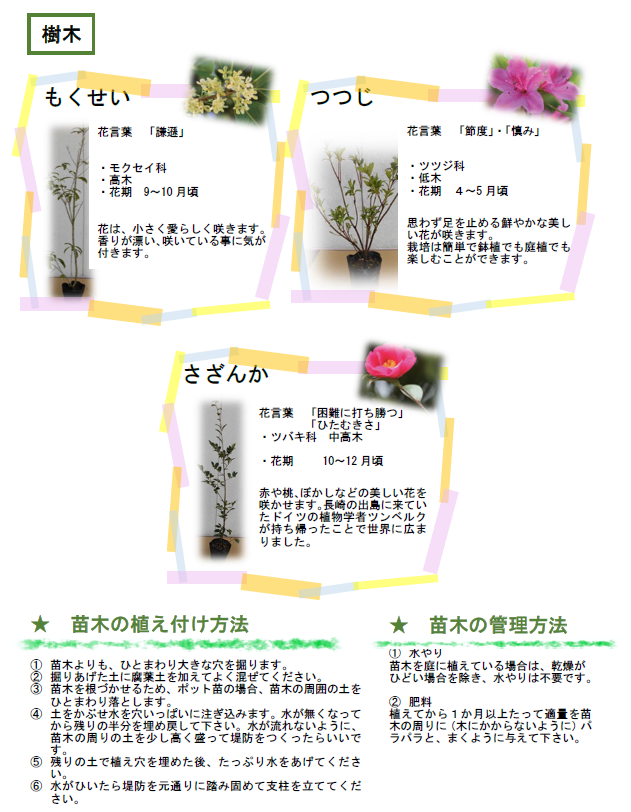 樹木の特徴と育て方