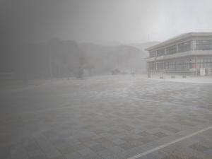 水仙の丘　2月8日 （日曜日）撮影　2枚目