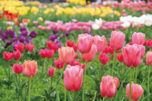 チューリップ