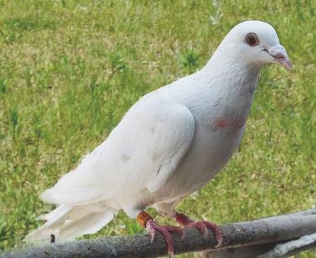 白ハト
