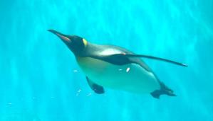 泳ぐキングペンギン