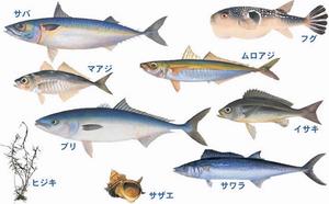 漁獲量全国上位1