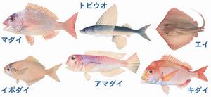 漁獲量全国上位の魚2